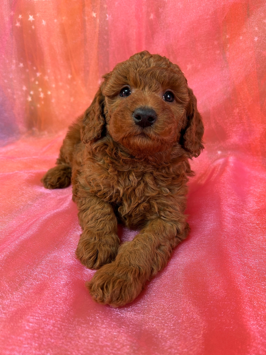 Male Mini Bernedoodle Puppy for Sale DOB 12-29-2024 $950